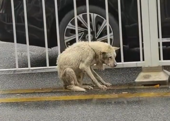 H2601034 This is what unattended pain becomes