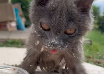 H2601015 The body remembered every cold hour