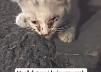 H2601011 This struggle never asked for attention