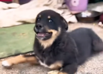 T3001073 Pain settled in and refused to leave