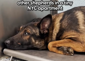 K0402141 Pain grew stronger as hope weakened