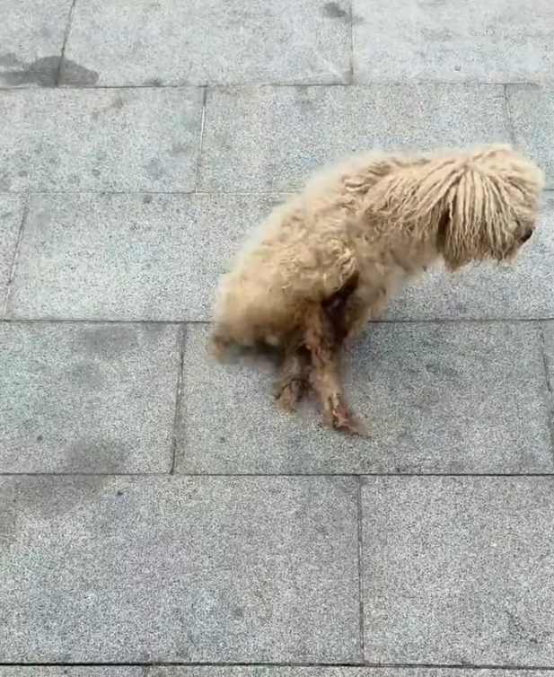 K0402095 Another fragile existence pushed too far