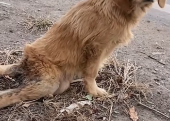 K0402069 Strength ran out before the pain did