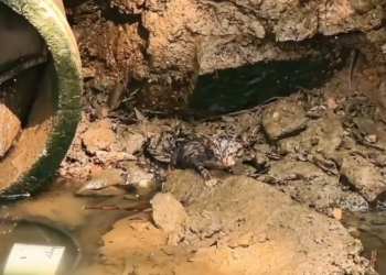 K0402025 A life tested by indifference