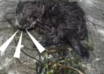 K0402103 The body endured quietly