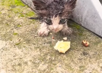 K0402058 Another soul worn thin by waiting