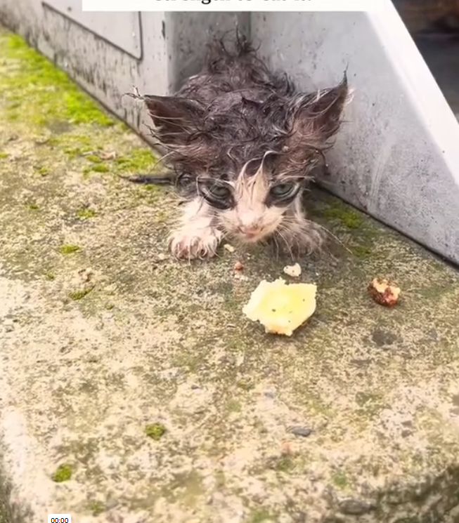 K0402058 Another soul worn thin by waiting