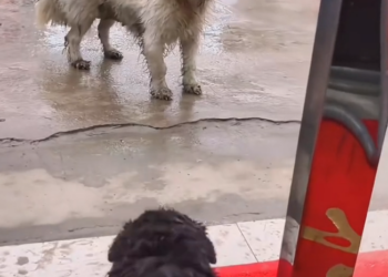 K0402056 This struggle didn’t need witnesses to be real