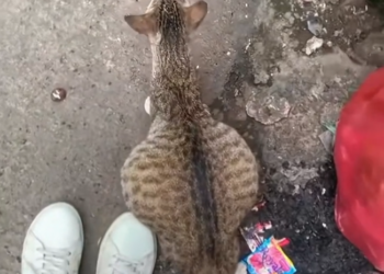 K0402017 Time nearly erased this life