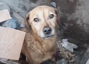 K0402010 This life almost disappeared