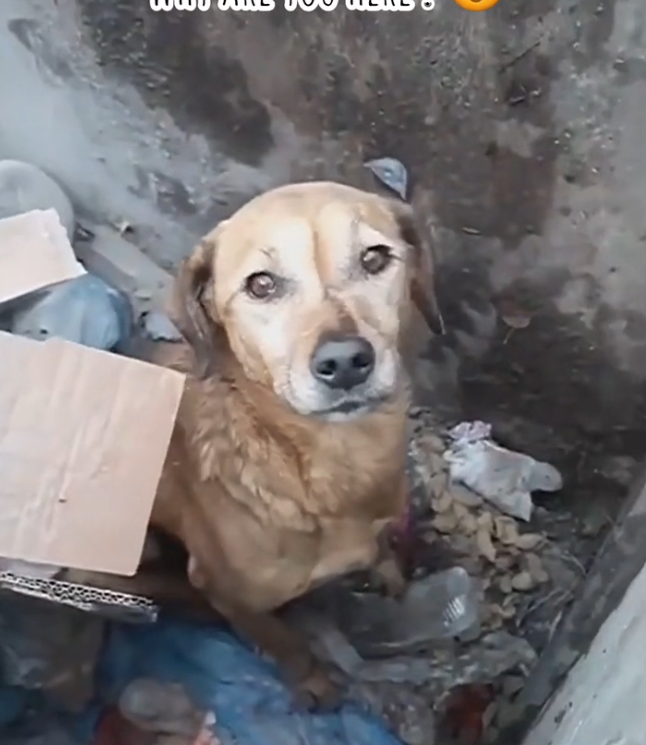 K0402010 This life almost disappeared