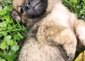 T3001070 This body carried more than it could bear