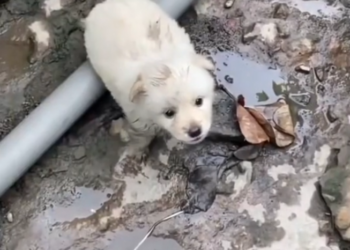 K0402008 Found in a place no one thought to check