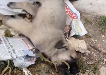 K0402009 Barely moving, barely noticed