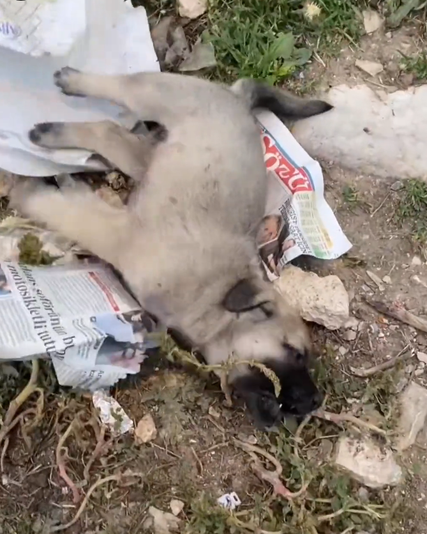 K0402009 Barely moving, barely noticed