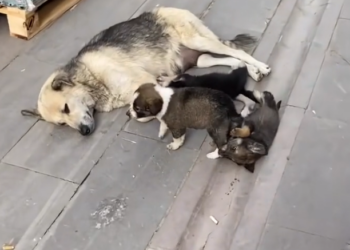 K0402013 A small life on the brink of disappearing