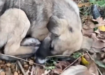 K0402012 Not all suffering is loud