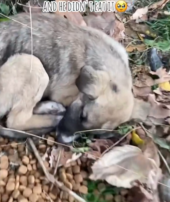 K0402012 Not all suffering is loud