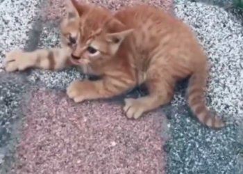 K0402007 This shouldn’t have been its reality