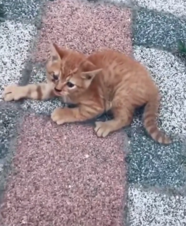 K0402007 This shouldn’t have been its reality