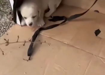 K0402006 One more day might have been too late