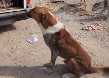 K0402005 Left where compassion never passed