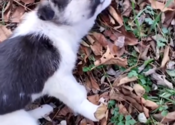 K0402003 A fragile heartbeat in a harsh world