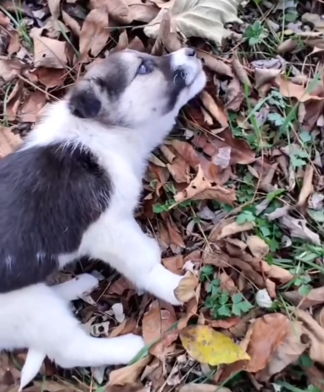 K0402003 A fragile heartbeat in a harsh world