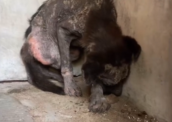 K0402002 No one knew how long it had been there