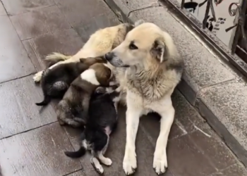 K0402001 The damage wasn’t just visible