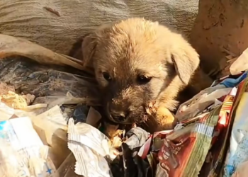 T3001094 Help was never supposed to come this late