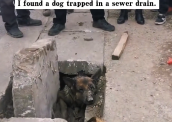 J0602006 It survived what it never deserved