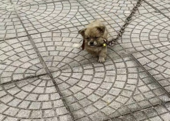 J0602005 This is what abandonment leaves behind