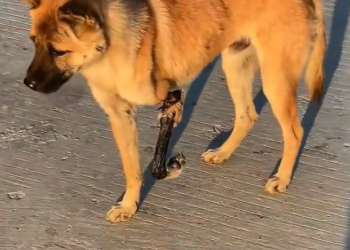 J0602004 A quiet presence fading into the background