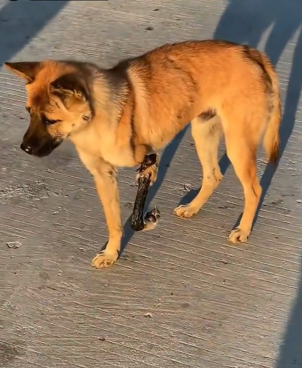 J0602004 A quiet presence fading into the background