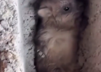 J0602003 Time nearly won this time