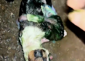 J0602002 Too tired to even resist