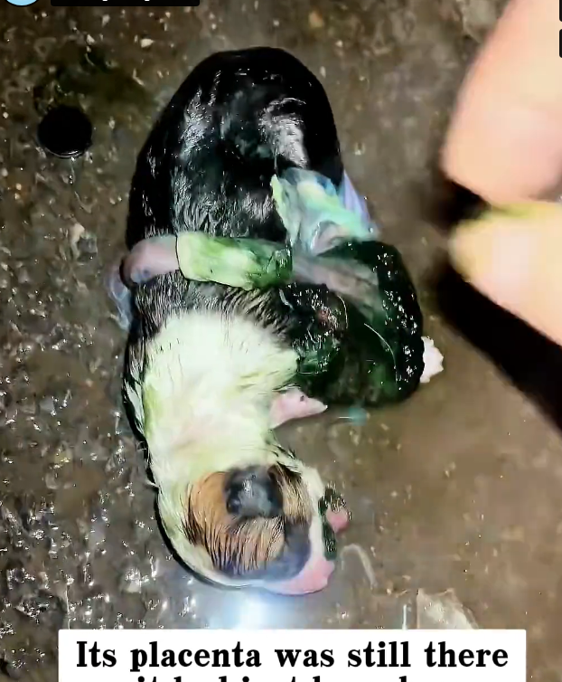 J0602002 Too tired to even resist