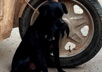 J0602001 A life hanging by a thread