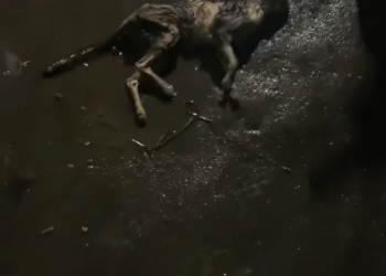 H2601049 The smallest bodies endure the most