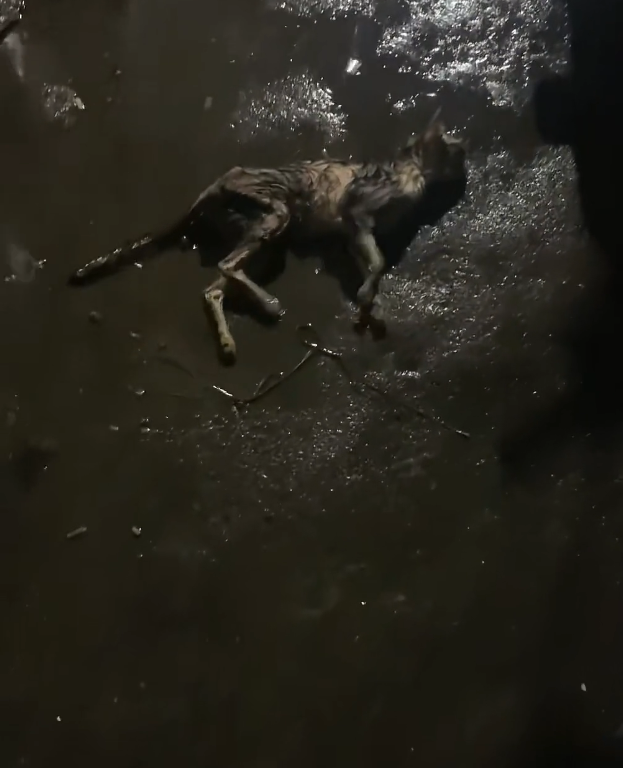 H2601049 The smallest bodies endure the most