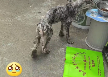 H2601048 No comfort, only endurance