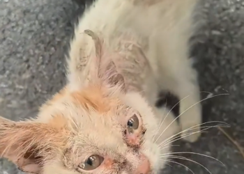 H2601047 It almost became another unseen loss