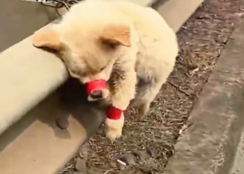 H2601044 Every hour mattered more than anyone knew