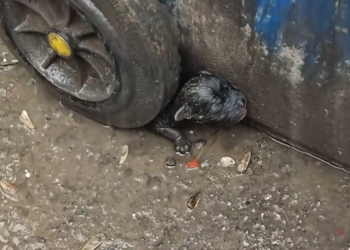 H2601041 This story almost ended differently