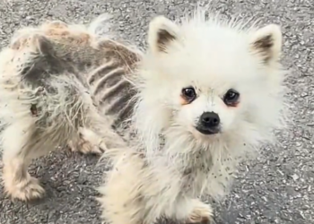 H2601032 A forgotten corner hid this pain