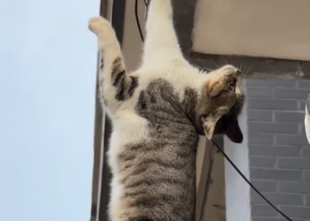 H2601022 Exhaustion replaced fear