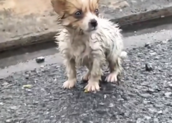 T3001081 Another life worn down by waiting