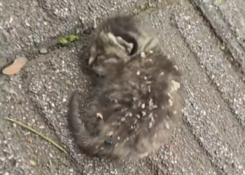 H2601019 Left with nothing but instinct