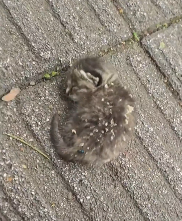 H2601019 Left with nothing but instinct